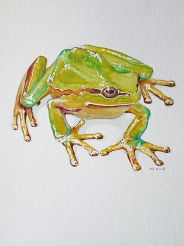 Aquarellbild eines grünen Frosches vor weissem Hintergrund